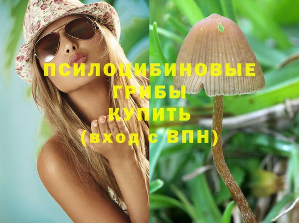 индика Каменногорск