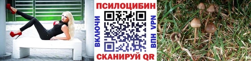 где купить наркотик  Кизилюрт  Галлюциногенные грибы Psilocybe 